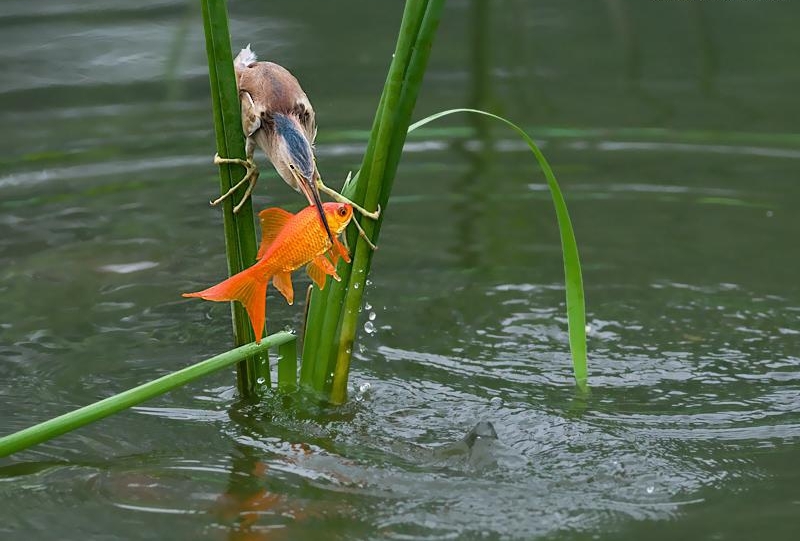 点击大图看下一张：黄苇鹣捕鱼图片