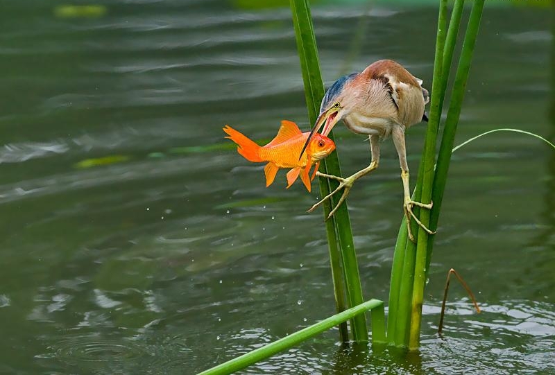 点击大图看下一张：黄苇鹣捕鱼图片