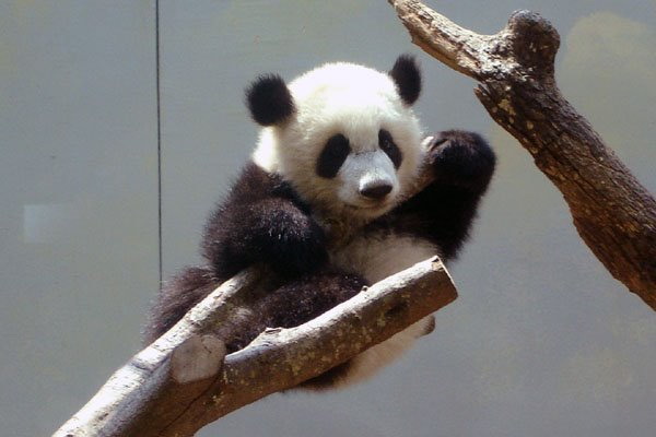 点击大图看下一张：可爱熊猫宝宝图片