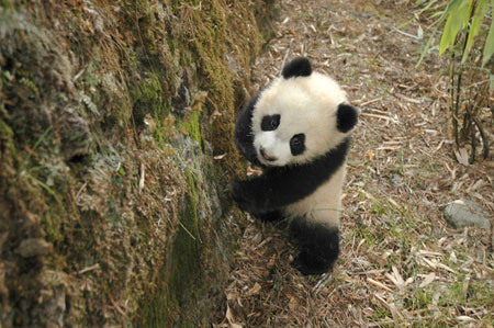 点击大图看下一张：可爱熊猫宝宝图片