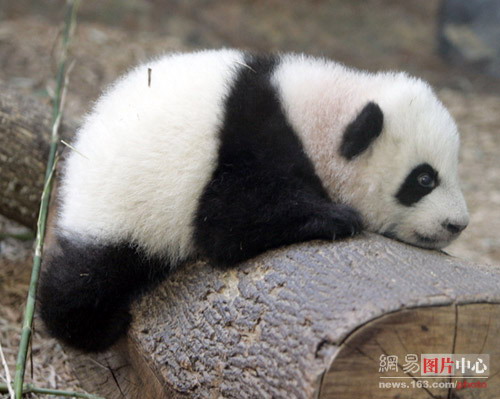 点击大图看下一张：可爱熊猫宝宝图片