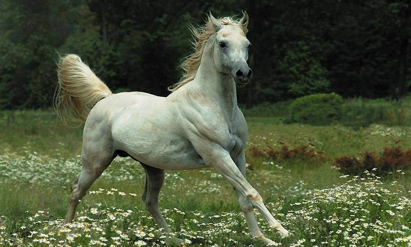 点击大图看下一张：马之雄风