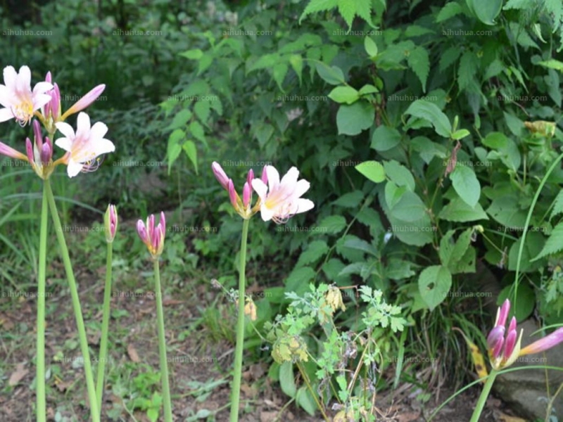 点击大图看下一张：鹿葱图片