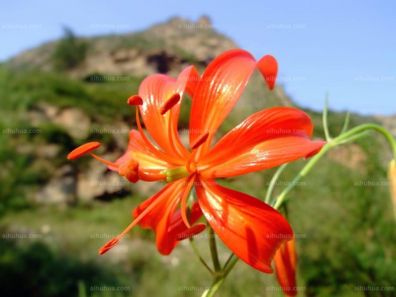 点击大图看下一张：美丽百合图片