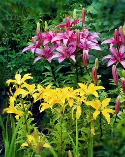 点击大图看下一张：美丽百合图片