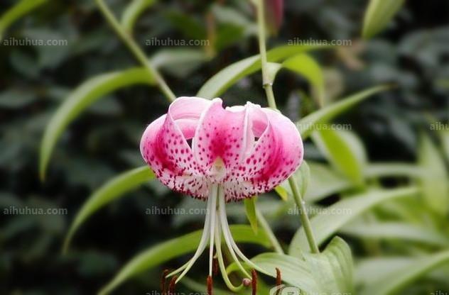 点击大图看下一张：美丽百合图片