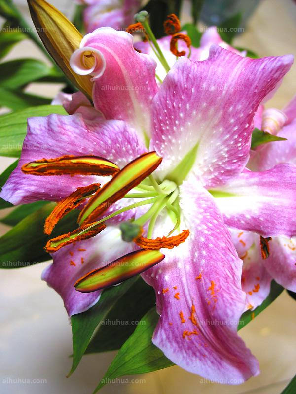 点击大图看下一张：美丽百合图片