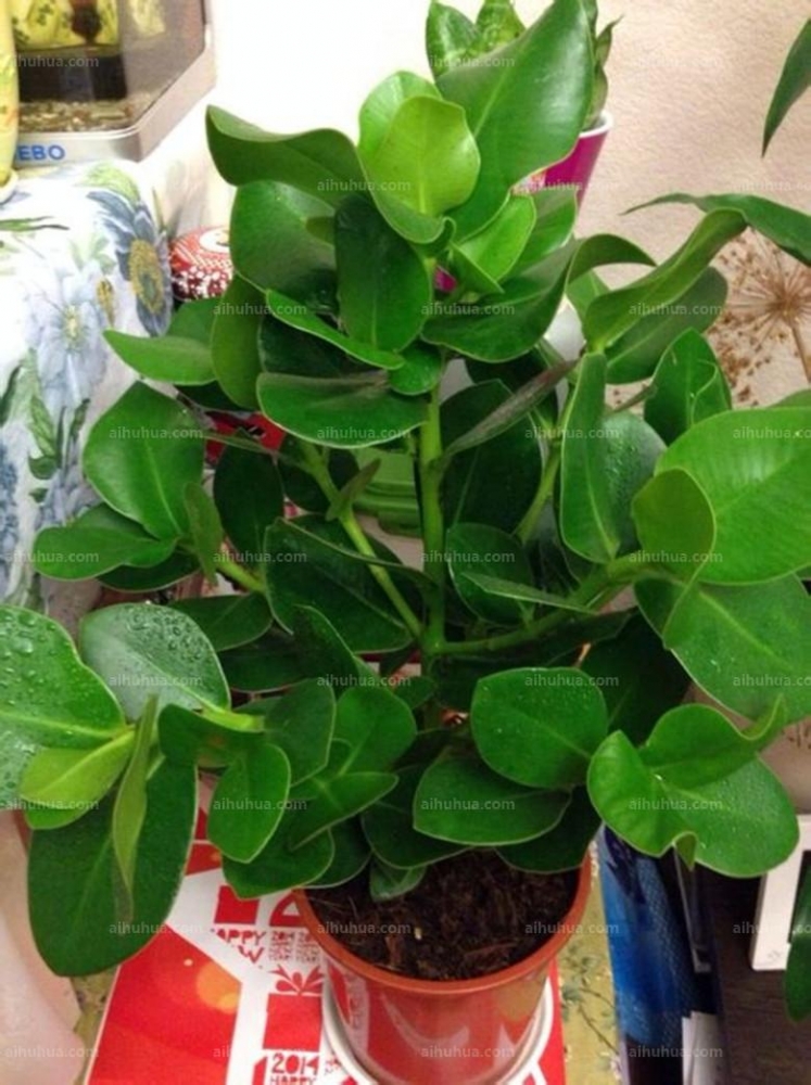 点击大图看下一张:签名树图片