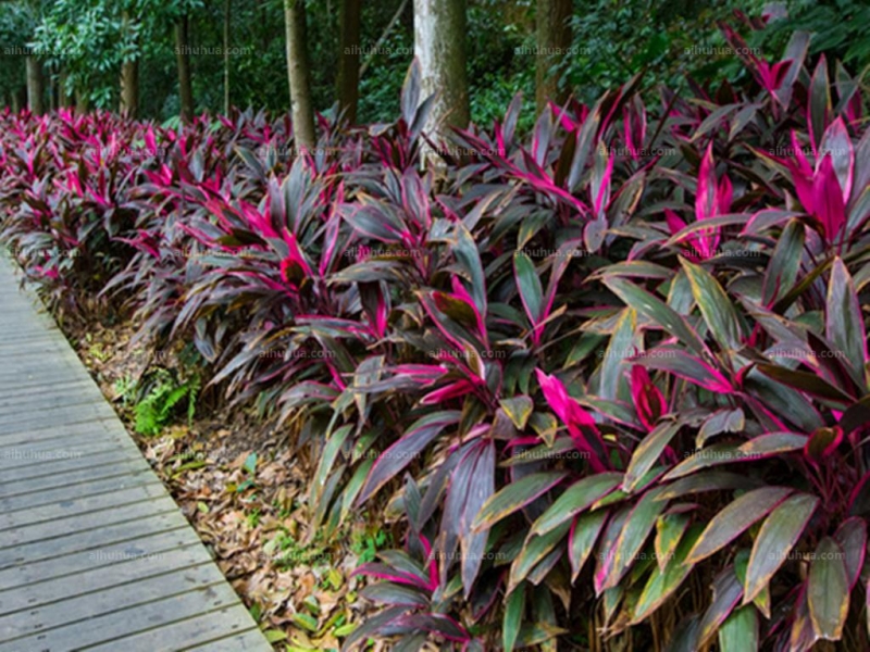 点击大图看下一张:朱蕉图片