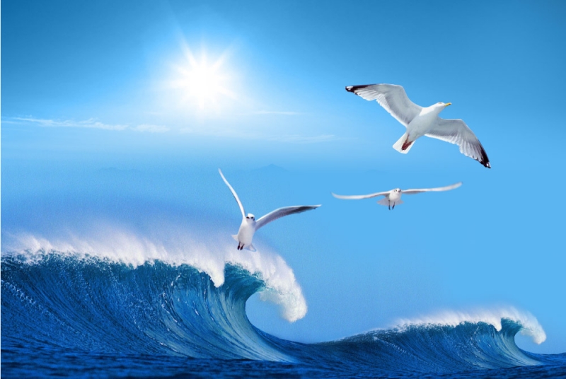 点击大图看下一张：海浪与海鸥图片