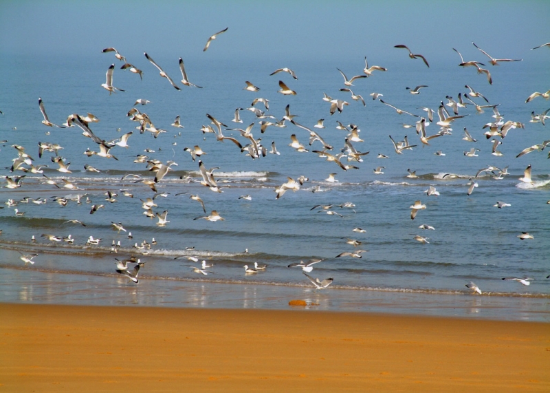 点击大图看下一张：海浪与海鸥图片
