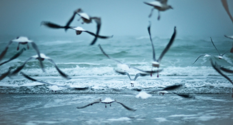 点击大图看下一张：海浪与海鸥图片