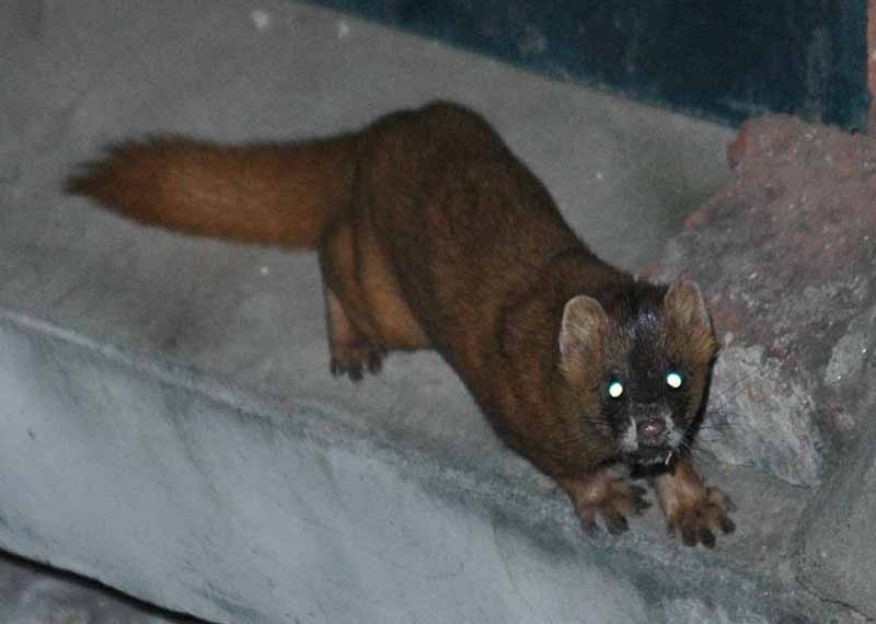 点击大图看下一张：黄鼠狼图片