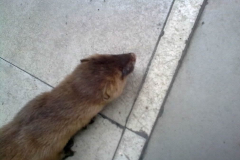 点击大图看下一张：黄鼠狼图片