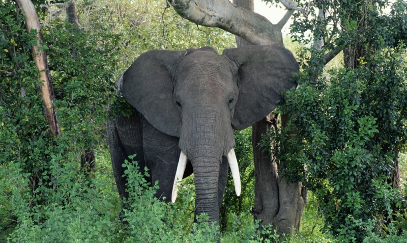 点击大图看下一张：近距离看大象