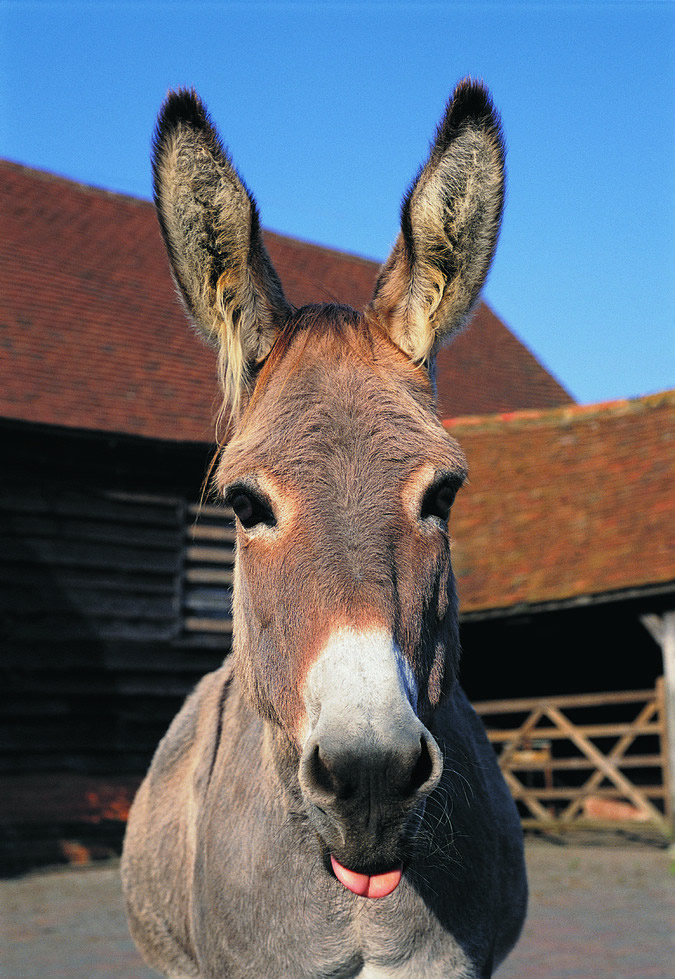 点击大图看下一张：毛驴的图片