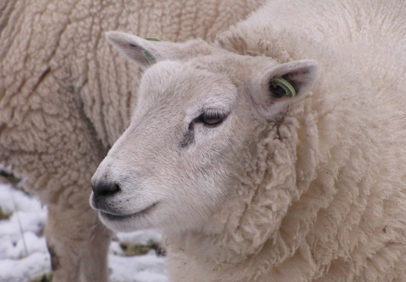 点击大图看下一张：绵羊图片