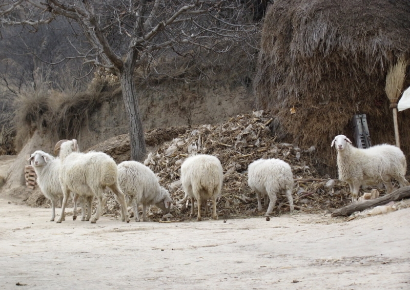 点击大图看下一张：绵羊图片