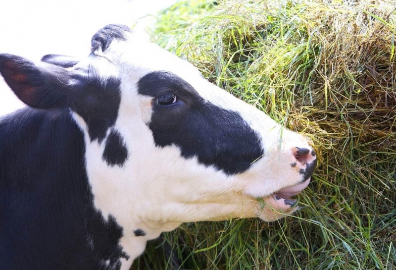 点击大图看下一张：奶牛与天然牧场图片