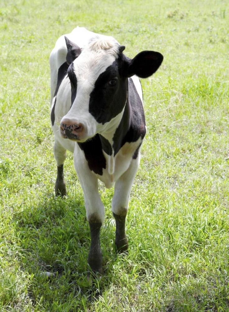 点击大图看下一张：奶牛与天然牧场图片
