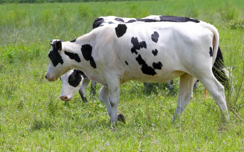 点击大图看下一张：奶牛与天然牧场图片