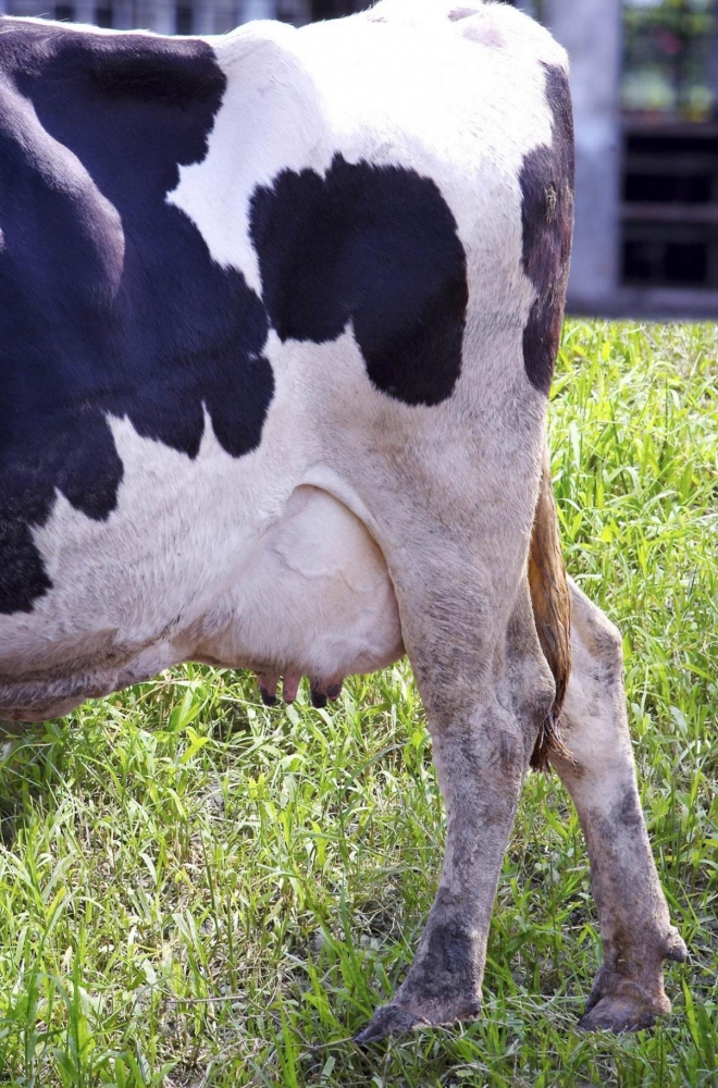 点击大图看下一张：奶牛与天然牧场图片