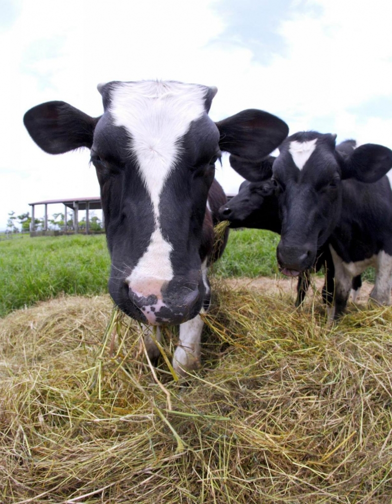 点击大图看下一张:奶牛与天然牧场图片