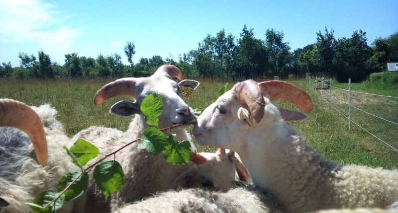 点击大图看下一张：羊群图片