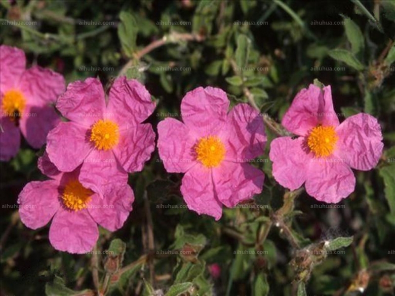 点击大图看下一张：半日花图片