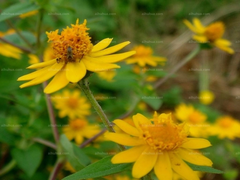点击大图看下一张：半日花图片