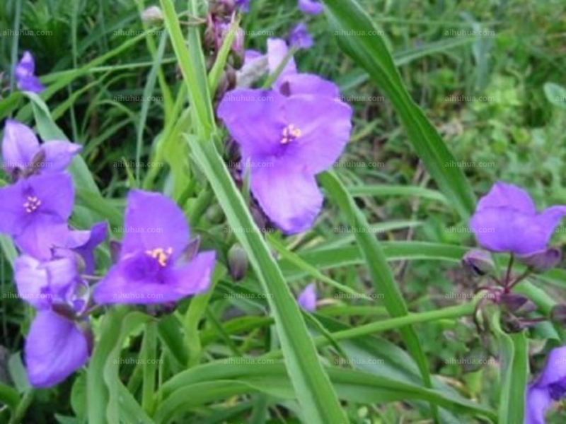 点击大图看下一张：半日花图片