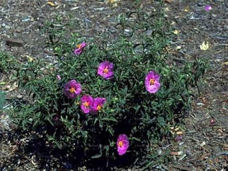 点击大图看下一张：半日花图片