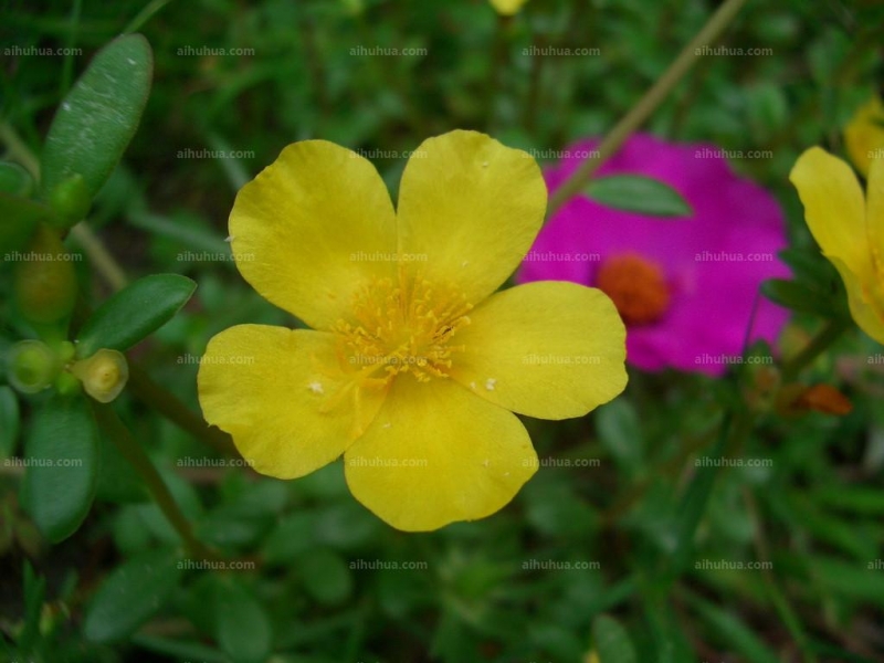 点击大图看下一张:半日花图片