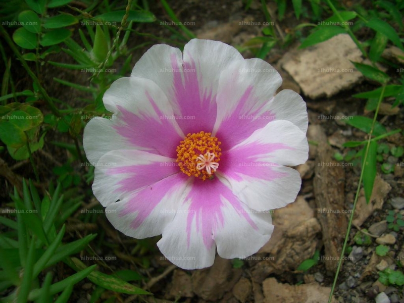 点击大图看下一张：半日花图片