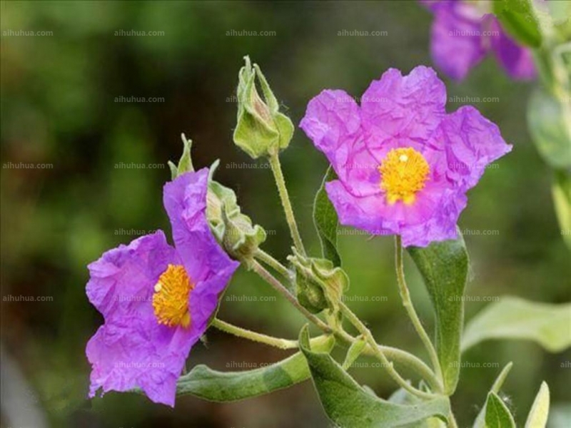 点击大图看下一张:半日花图片