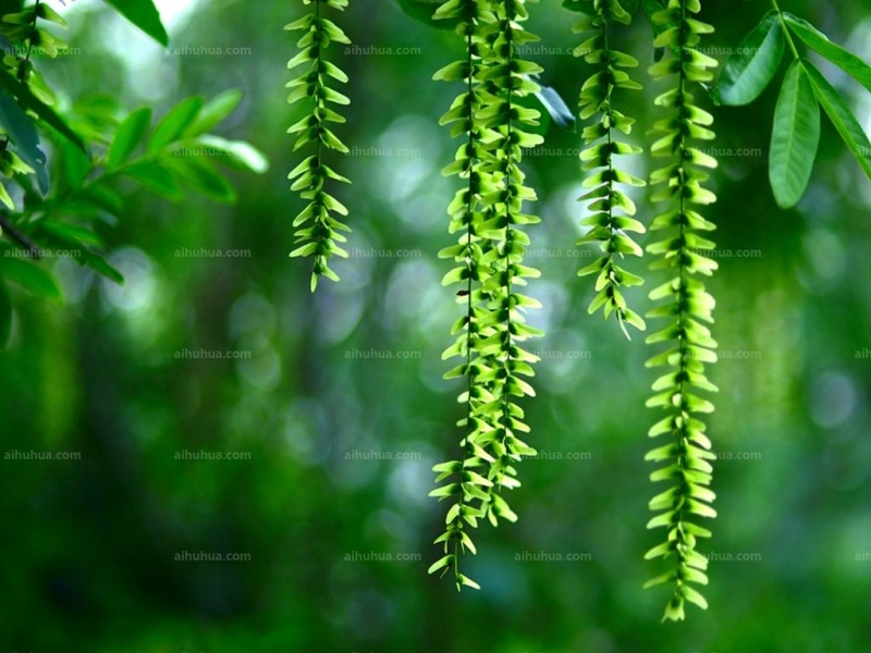 点击大图看下一张:枫杨图片