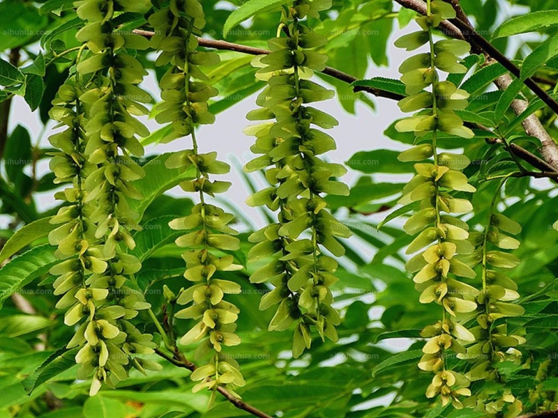 点击大图看下一张:枫杨图片