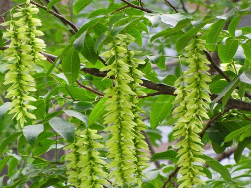 点击大图看下一张:枫杨图片