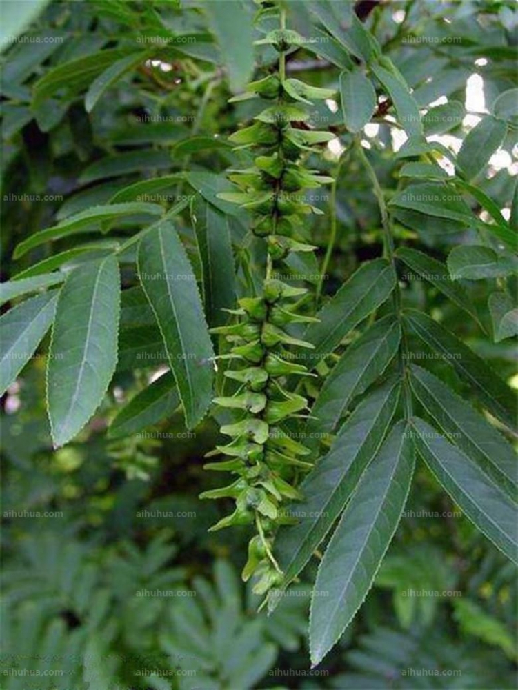 点击大图看下一张：枫杨图片