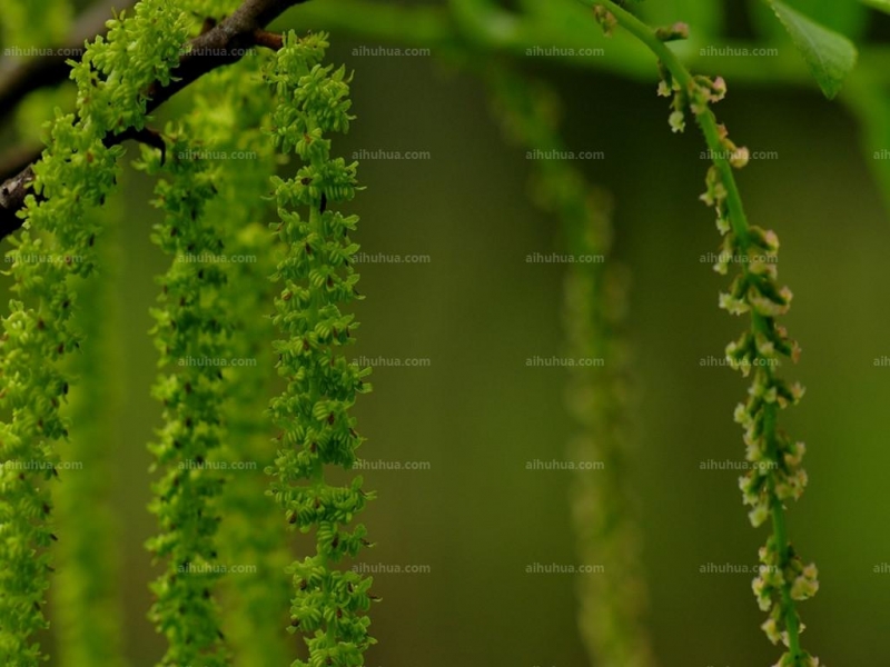 点击大图看下一张:枫杨图片