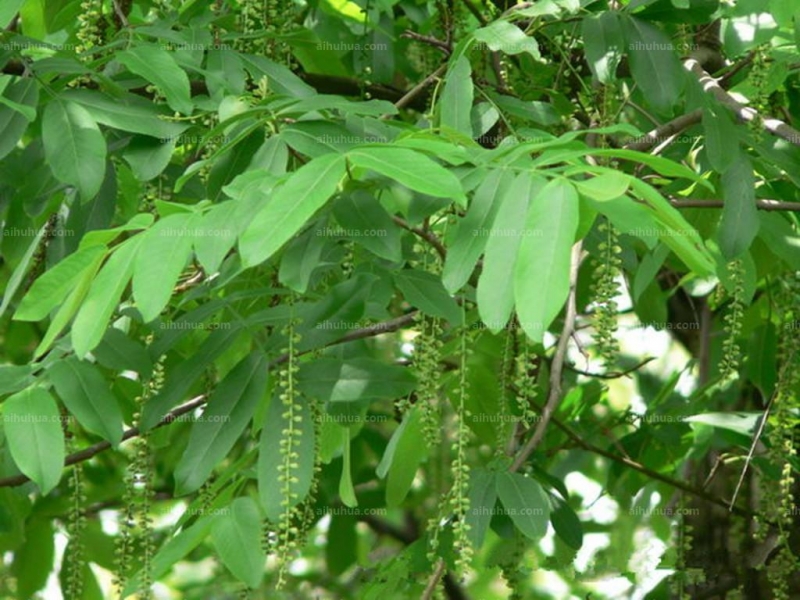 点击大图看下一张:枫杨图片