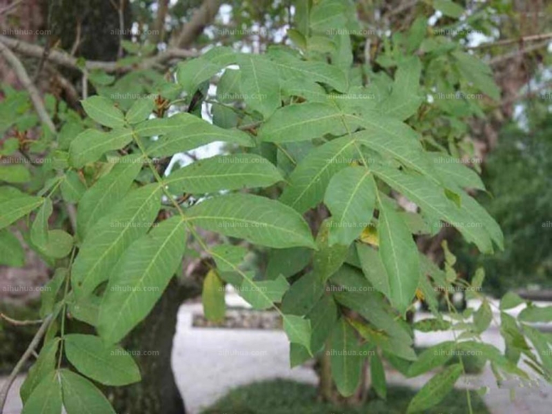 点击大图看下一张:枫杨图片