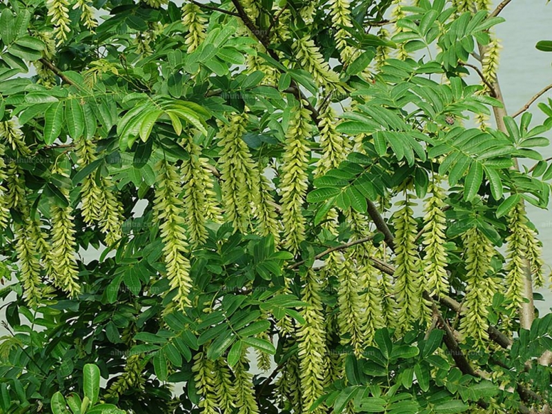 点击大图看下一张:枫杨图片