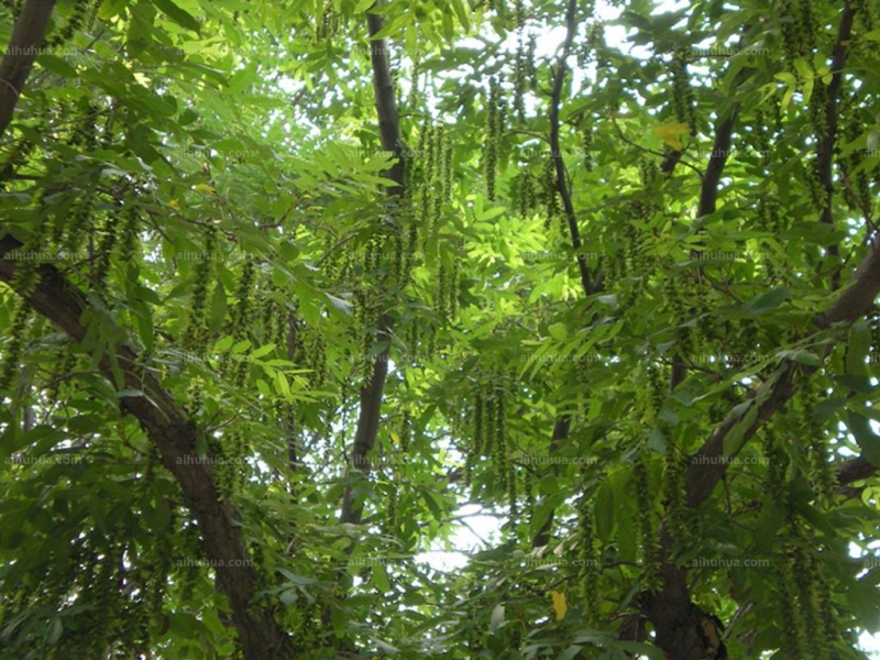 点击大图看下一张:枫杨图片