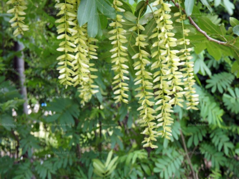 点击大图看下一张:枫杨图片