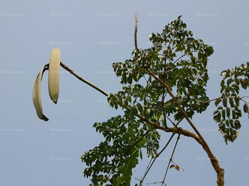 点击大图看下一张：木蝴蝶图片