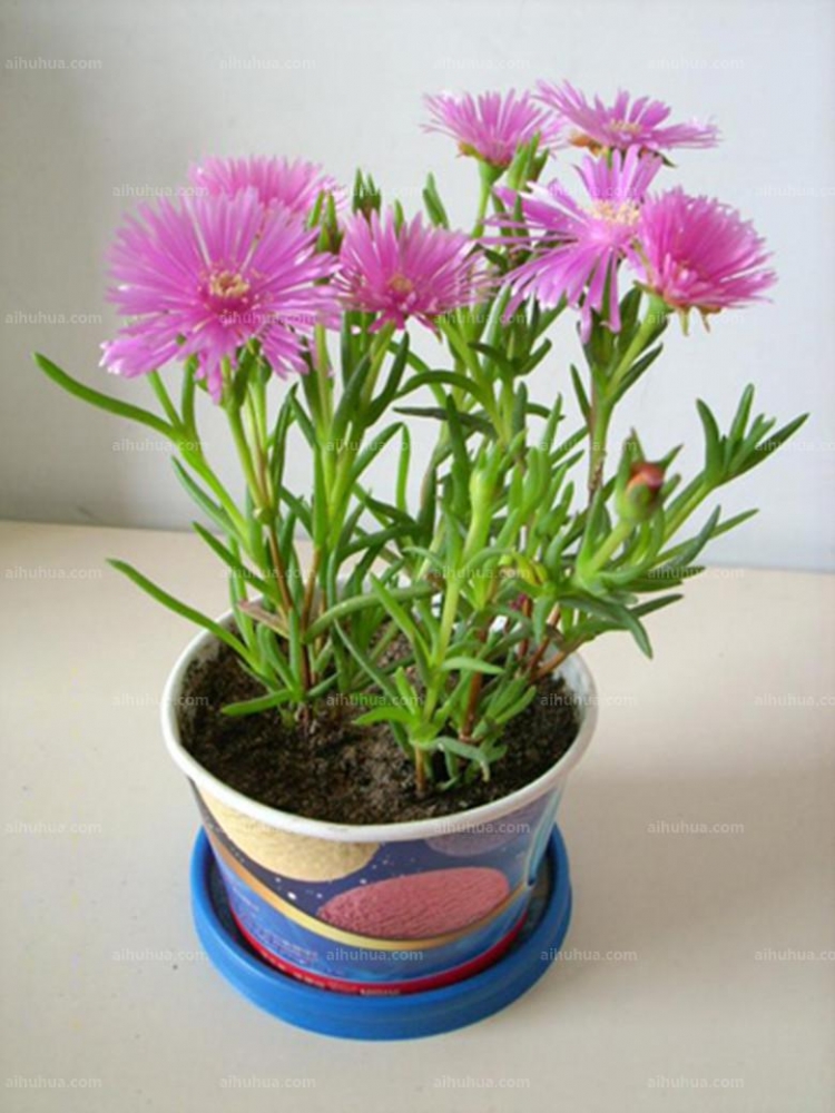 点击大图看下一张：松叶菊图片