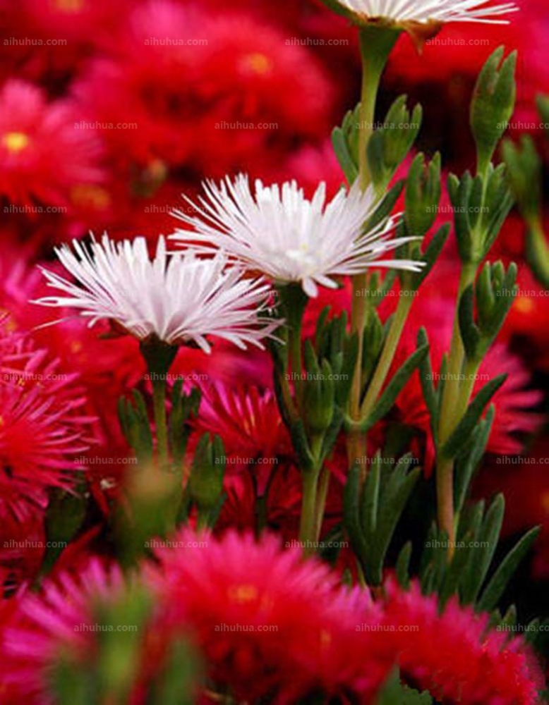 点击大图看下一张：松叶菊图片