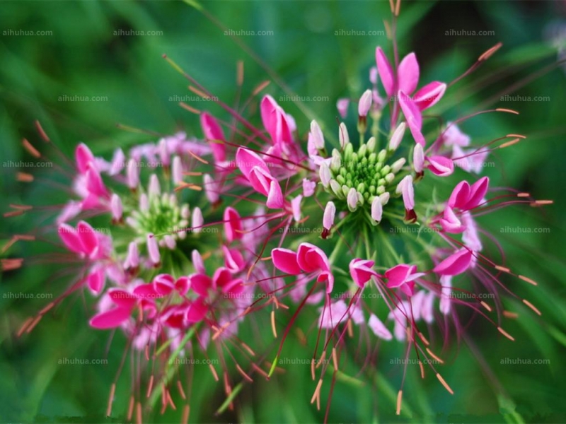 点击大图看下一张：醉蝶花的图片