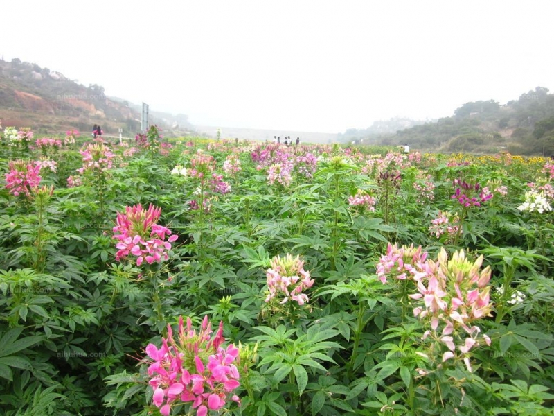 点击大图看下一张：醉蝶花的图片